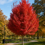 Javor červený (Acer rubrum) ‘OCTOBER GLORY’- výška 70-100 cm, kont. C5L 